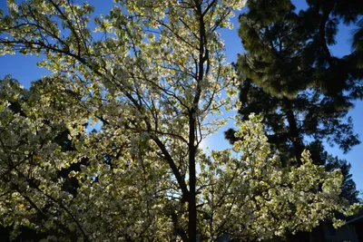 DSC_7206 (Large).JPG